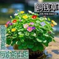[91% Praise Rate] Copper Coin Grass Lucky Hydroponic Plant Office Desktop Potted Plant Money Grass F