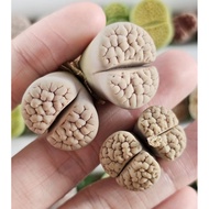 Lithops Gracilidelineata C189 huge twinhead /C367/C261/C374 Mother lithops/7years/(6-7年母本 超脑纹 荒玉) 屁屁