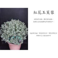 心栽花坊-紅花玉芙蓉(圓球)(寬30cm)售價500特價400