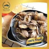 [Sea Fresh] Lala Kepah | Short Neck Clam | Fresh Frozen Seafood