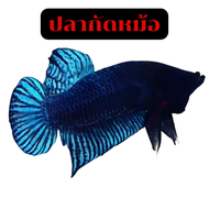 ปลากัดหม้อ แบบสุดจัด ปลากัดดุมาก โหด ปลาเก่ง
