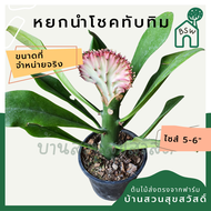 ต้นหยกนำโชคชมพู มาในกระถางพร้อมตั้ง ทนแล้งได้ดี