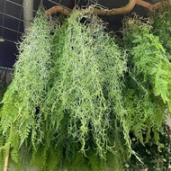 Fake vines, wall-mounted fake leaf bunches, Indian chrysanthemum vines, fern clusters, eucalyptus to