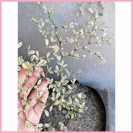 Variegated=t=African:Tc]Talisay(G|Live=Ye|outdoor>wn}garden>lr}decor>Yr}in>tf}seed ling bag