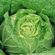 Shandong No. 4 Large Cabbage Seeds Cold-Resistant Cabbage Seeds Four Seasons Vegetable Seeds Daquan.