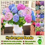 45 Seeds/pack Bonsai Hydrangea Seeds Assorted Hydrangea Flower Seeds for Planting Balcony Flower Pla