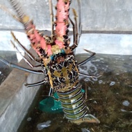 Lobster hidup live ukuran 3-4/Kg