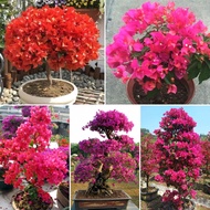 Fast Growing 100 Pcs/bag Bougainvillea Seed Ornamental Flower Plant Bougainvillea Plants Benih Bouga