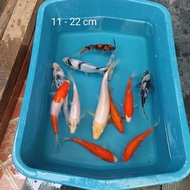 recomends' Ikan Koi Bibit Kohaku Sanke Showa