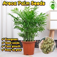 8 Seeds/pack Bonsai Areca Palm Seeds Java Palm Plant Seeds Areca Palm Tree Seeds Flower Seeds for Pl