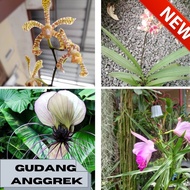 anggrek tanah murah paket 4 jenis anggrek dewasa