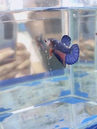 Betta two color Male Limited