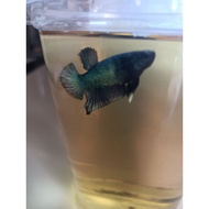 Betta fish ikan Laga 斗鱼avatar samurai