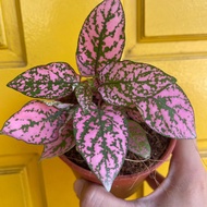 H2O - Hypotese (Polka Dot Plant) Live Plant