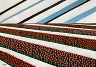 鬱金香田水粉畫、紅花藝術、家居設計、景觀、自然