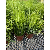 Euphorbia Tirucalli "Pencil Cactus", 2 pots premium plants Free fertilizer & soil. Door step deliver