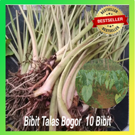 Promo Bibit Talas Bogor California Isi 10 Batang / Talas Sutra / Bibit Talas Pratama Siap Tanam Bibi