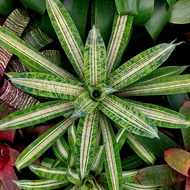 vriesea Josefa Leon - Id Super Rare by Gha Garden House