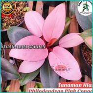 TANAMAN HIAS PHILODENDRON PINK CONGO SUDAH ADA DAUN PINK NYA