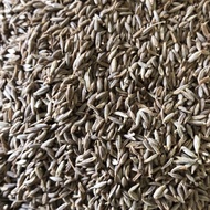Cumin Seed Jeera Cumin/ Indian Cumin/ 1 Kg
