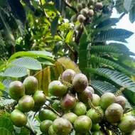 Baja Buah Longan Brazil Matoa 1kg