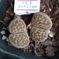 Twinhead Lithops as show in photo 双头生石花