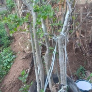 serut bonsai taman