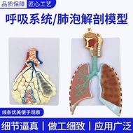 Human Breath System Anatomy Model Lung Anatomy Breath System Embossed Model Lung Bubble Magnificatio