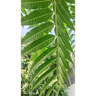 Toona sinensis Leaves 香椿葉 100gram
