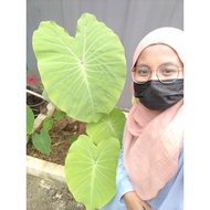 Red Eye Genco Colocasia (anak colocasia)