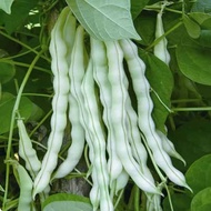 Biji Benih Kacang Buncis Putih -15pcs / F1 White French Bean seed