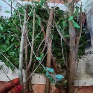 KERATAN POKOK INAI BELUM AKAR 1BATANG