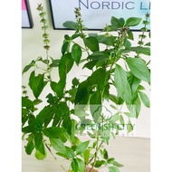 Thai Basil Herb Live Plant Pokok Herba Thai Basil 泰国罗勒 九层塔 Sweet Basil