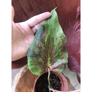 Caladium Rare Mix Colour