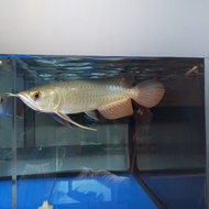 Arwana / Arowana Golden Red 25CM Up