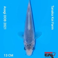 Ikan koi import Asagi HQ Tanaka Koi Farm 1