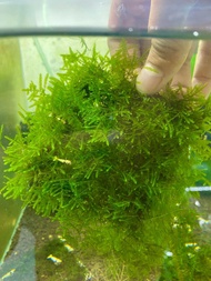 spiky moss plant akuarium aquascape shrimp moss plant tumbuhan air