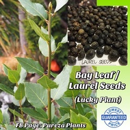 Bayleaf / Laurel Seeds (sold per piece) EASY SPROUT w/ FREEBIE SEEDS for Planting COD Available‼️