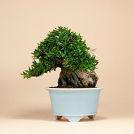 【附石盆景】精緻盆景 綠意盆景 送禮推薦