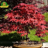 2017 Hot Sale Red maple Seeds 50pcs Scarlet maple Acer rubrum Bonsai Tree Shrub Seed Fantastic plant