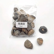 Natural Paleo Biological Shark Teeth Clover Shell Stone Swallow Ammonite Conch Rough Stone Geologica