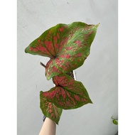 Caladium Jazz varigated