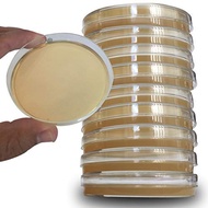 ▉ ♞,♘Mueller-Hinton Agar Sterile Media MHA Petri Dish - 5pc Standard Mueller Hinton Agar (MHA)