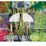 HARGA PROMO Update Spesial entres anggur import trans akademik ninel nizina everest dubovsky pink sh