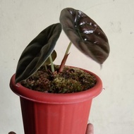 (!)(!)(!) tanaman hias alocasia cuprea tengkorak