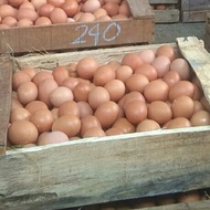 Telur Ayam 1 peti 10 kg