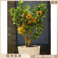【熱賣】金華錦林小果佛手盆栽金佛手小果無刺盆景千指佛手柑盆栽室內花卉