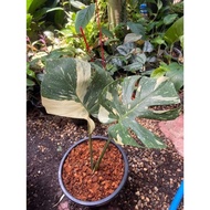 monstera thai constellation  MTC