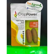 👉🏻ORIGINAL👈🏻 Benih Crop Power F1 Hibrid timun tua Gold Bar OC 575
