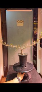 Sarcocaulon / Monsonia Mossamedense(rare) 稀有莫斯龍骨葵